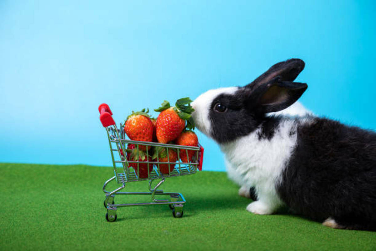 What Fruits Should I Feed My Rabbit?