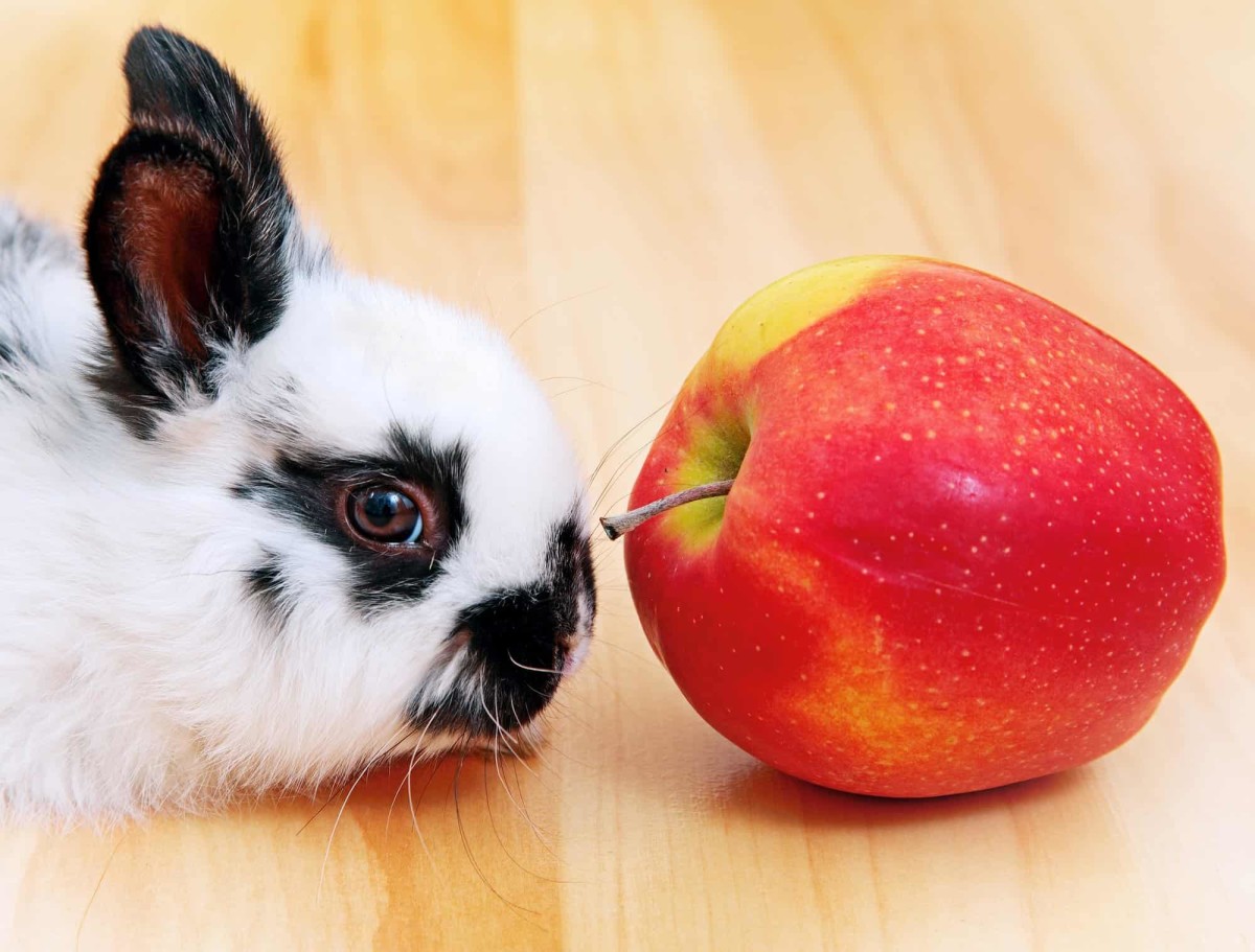 What Fruits Should I Feed My Rabbit? HubPages