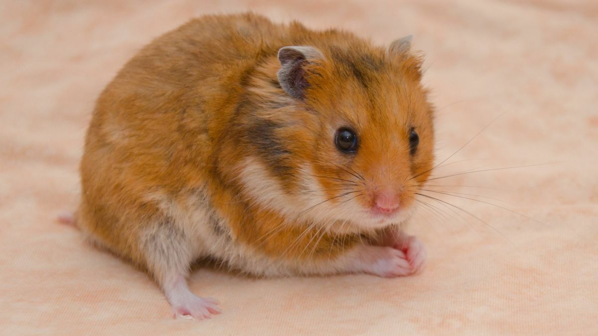 Why Is My Hamster Itching and Scratching?