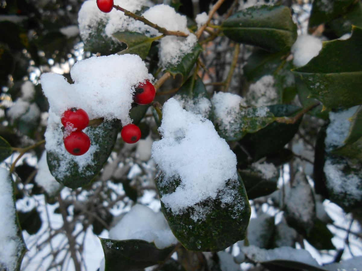 Just How Winter Hardy Is the Winterberry?