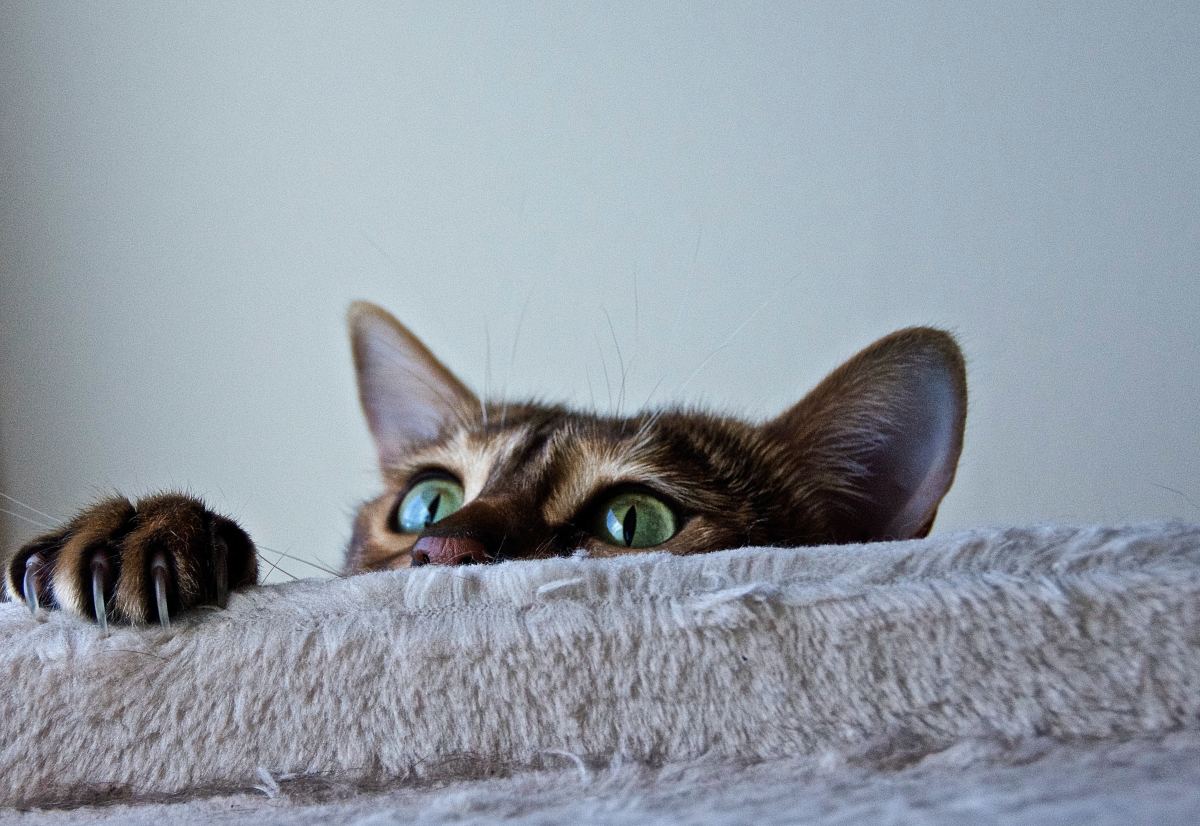 Curious Cats