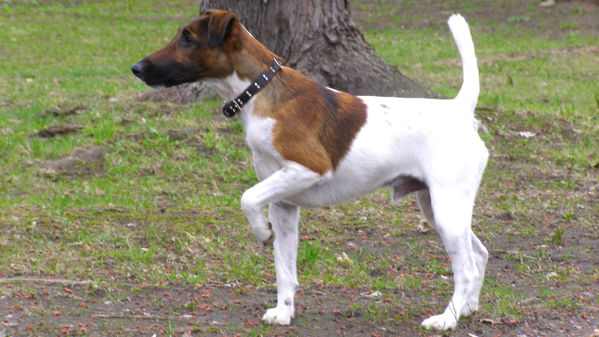 Smooth Fox Terrier: The Energetic and Playful Companion for Every Household