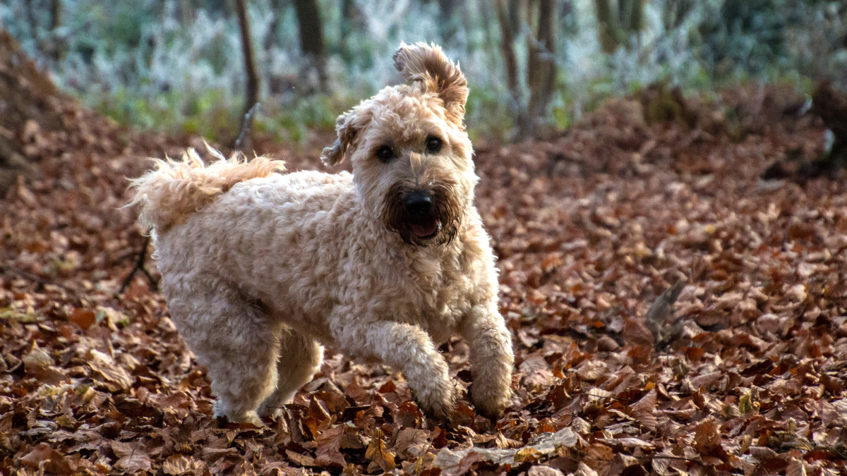 Soft Coated Wheaten Terrier: A Friendly and Devoted Irish Farm Dog