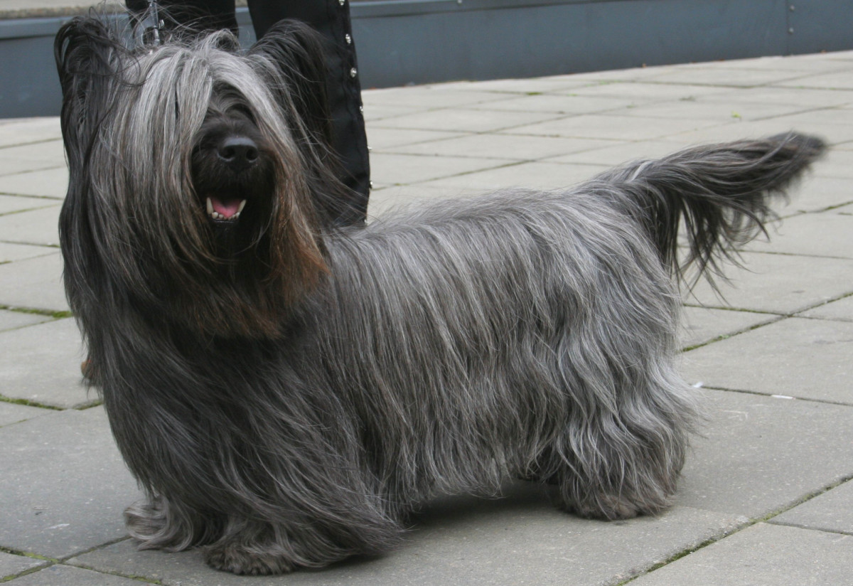 The Skye Terrier: Traits, Training and Temperament