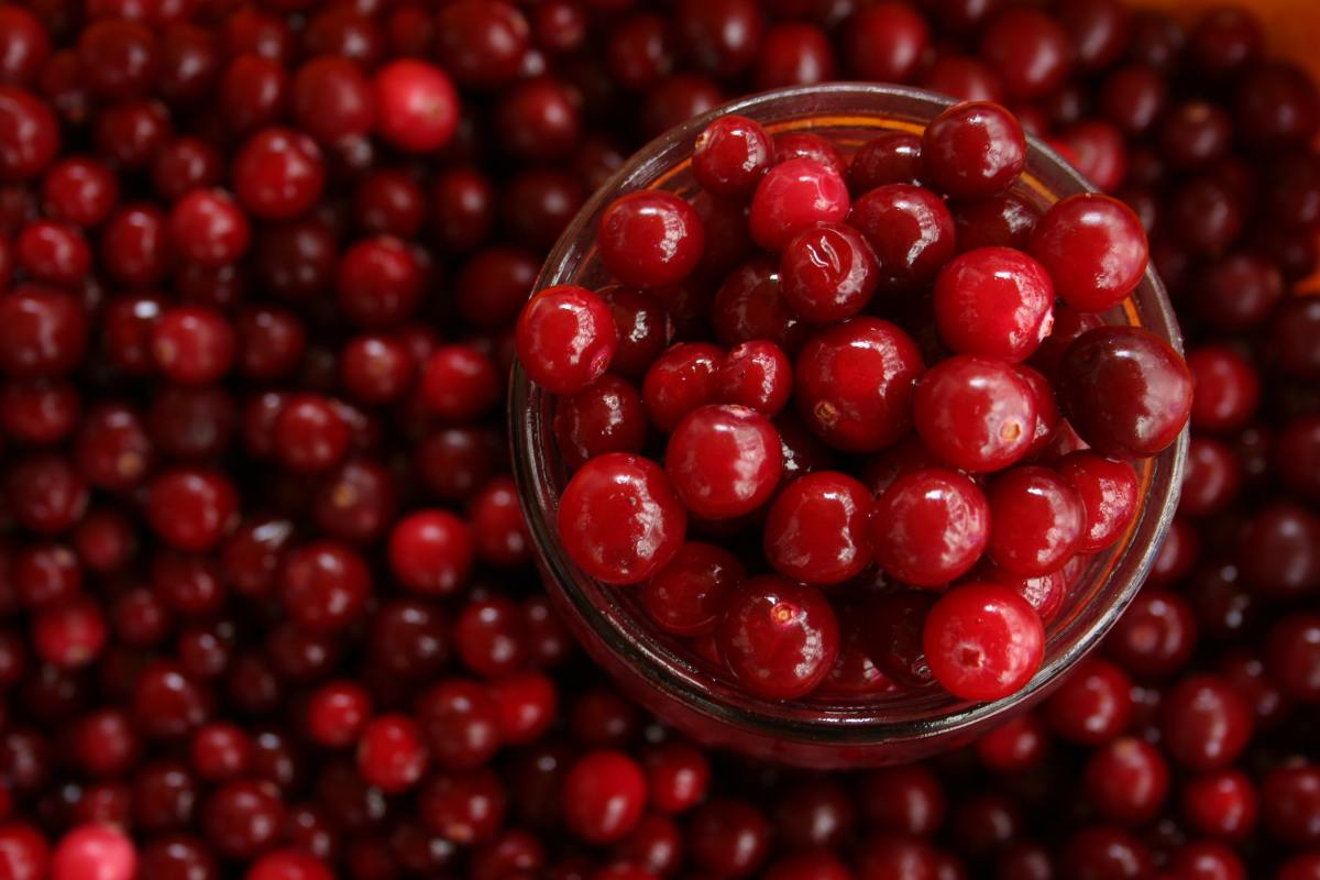 The Chronicles of Cranberry Fruit (Facts About It)