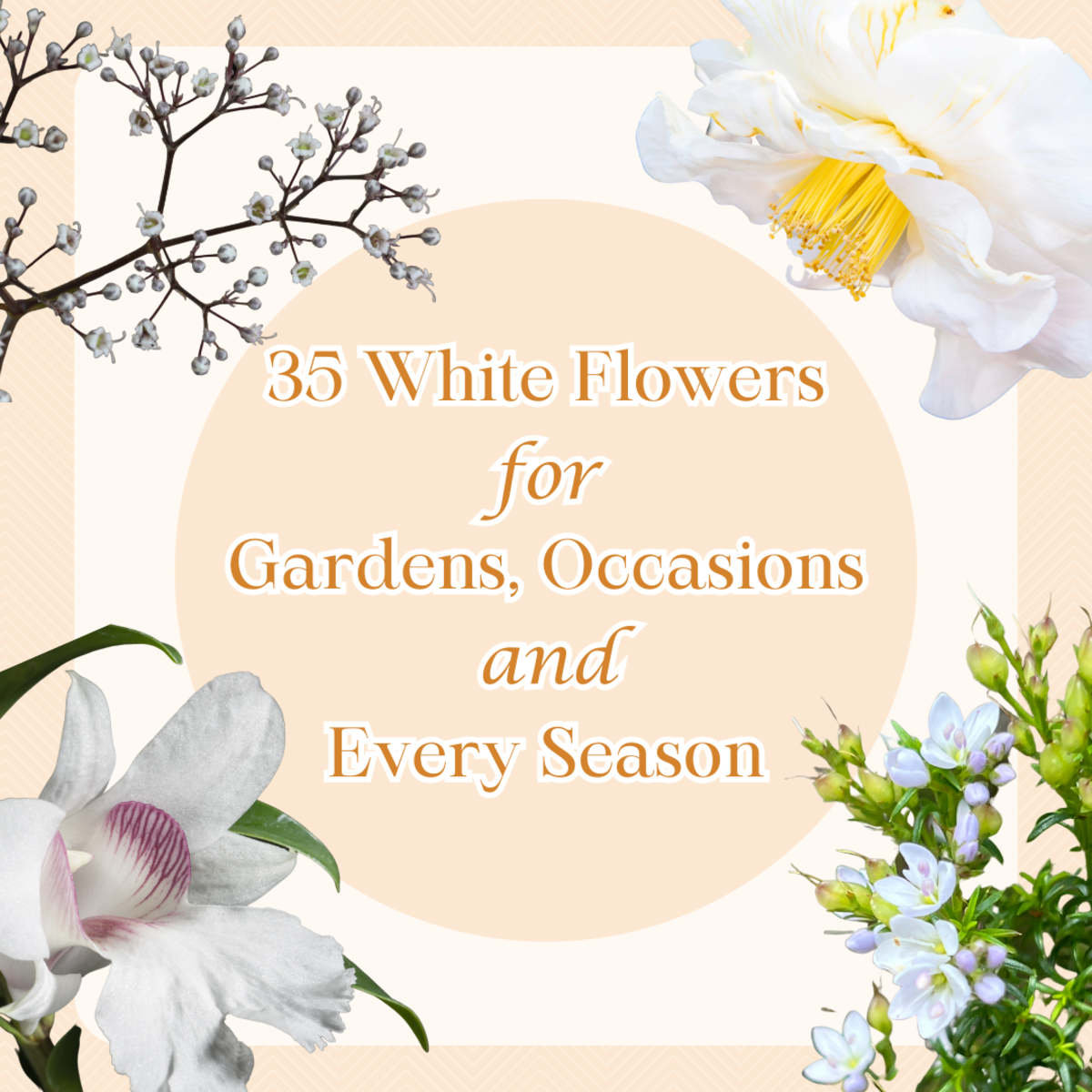 115 Types of White Flowers: Names of Tiny Flowers, White Flowers By Season