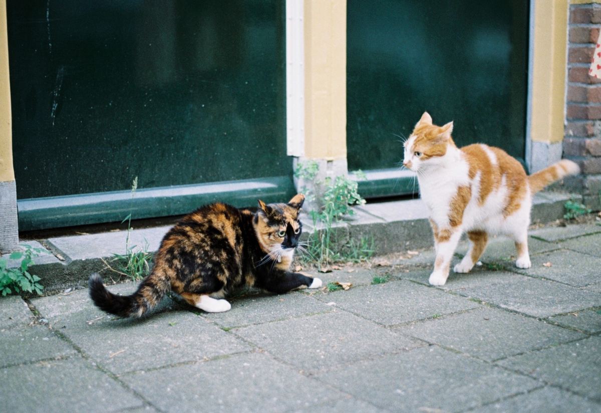 125-names-for-cats-that-bite-or-nibble-your-nose-pethelpful