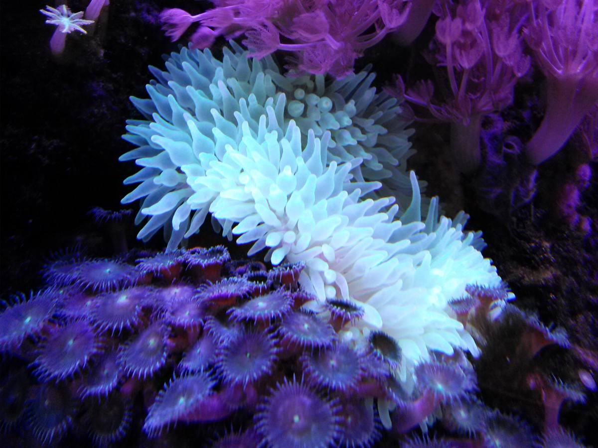 Bubble Tip Anemone Care Guide - HubPages