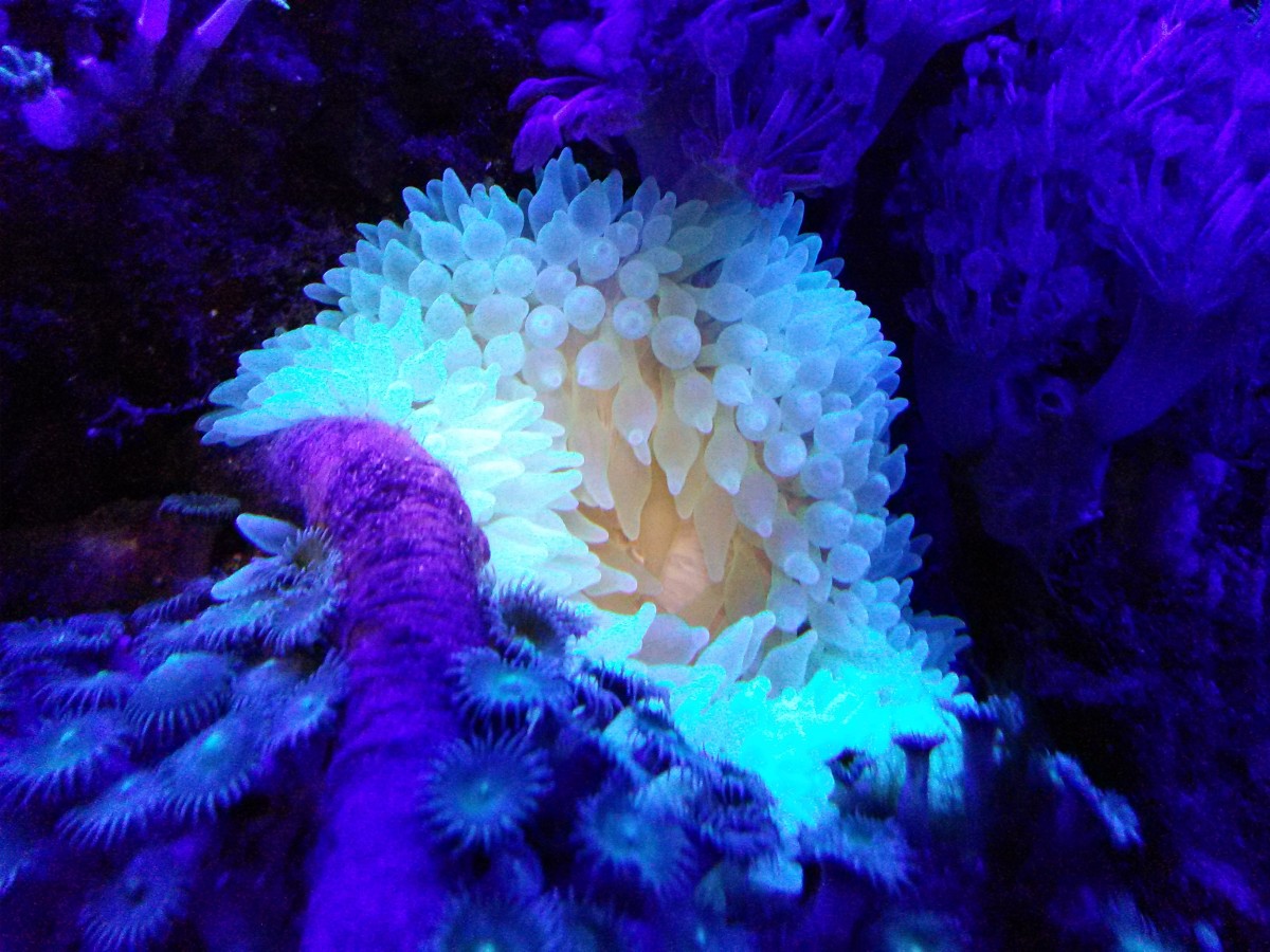 Bubble Tip Anemone Care Guide - HubPages