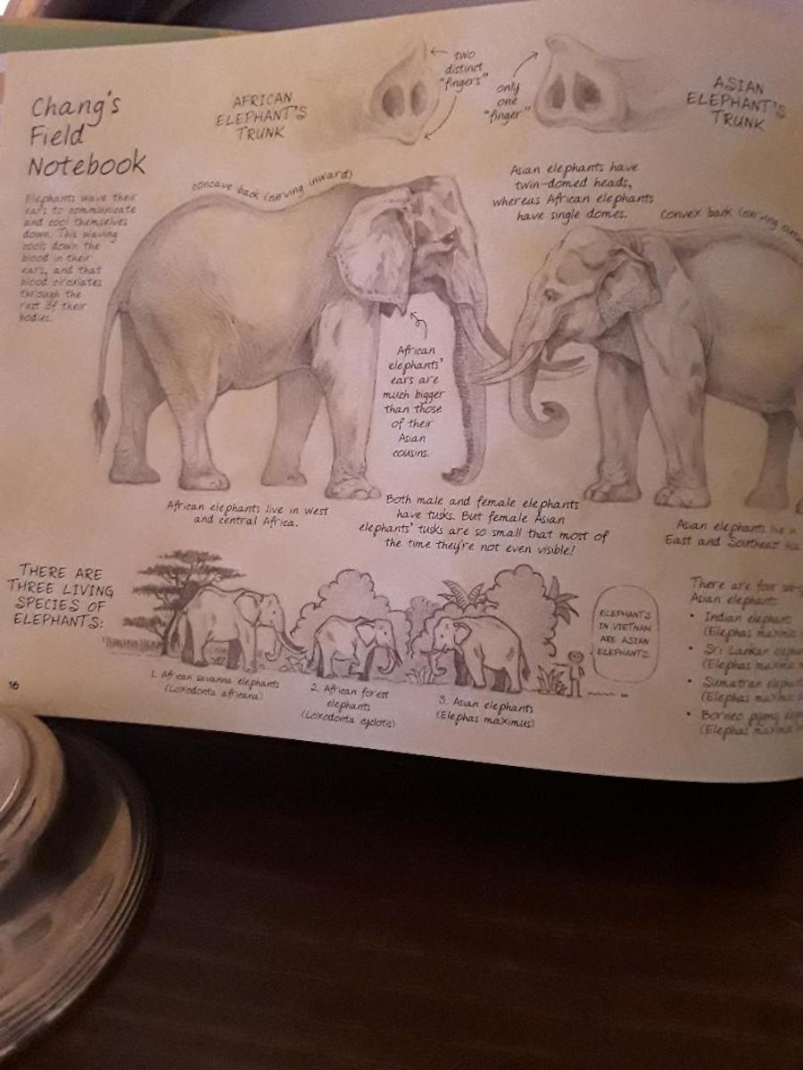 Happy Asian Elephant Awareness Month | Smithsonian's National Zoo and  Conservation Biology Institute, image size:900x1200