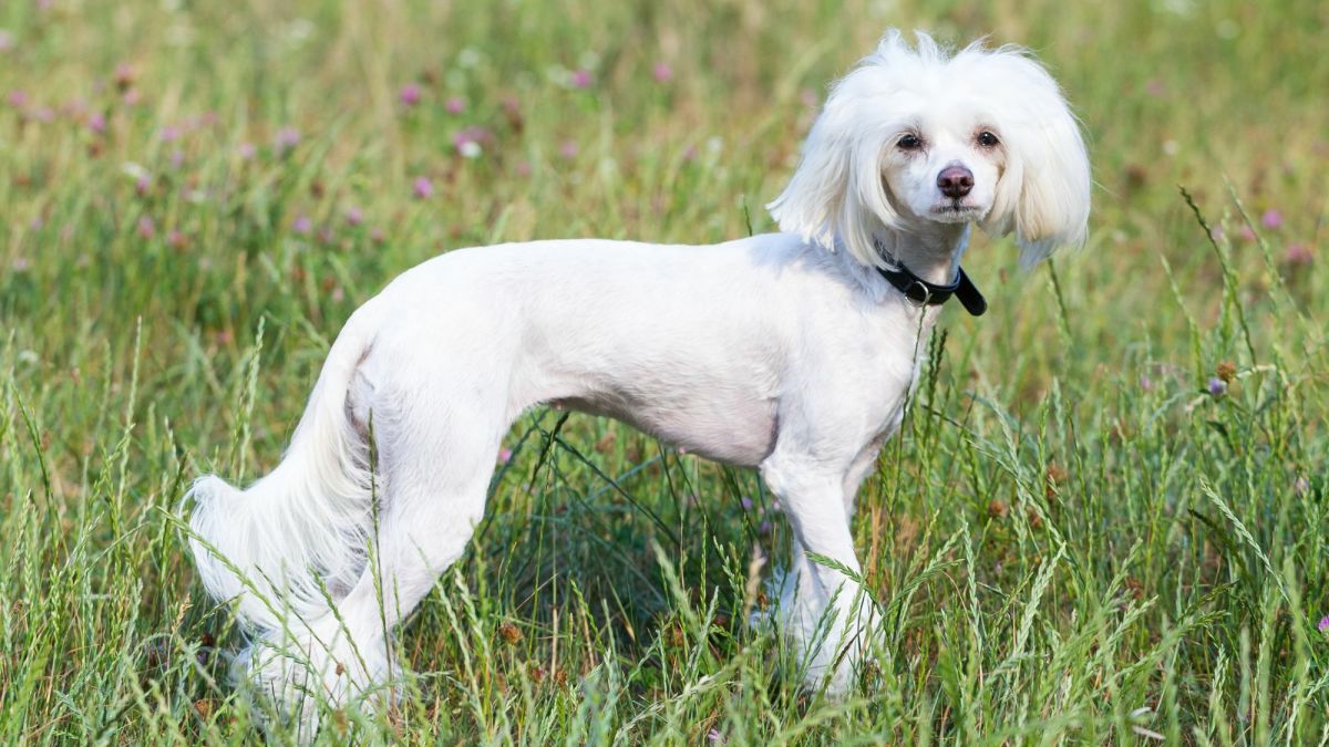 Chinese Crested: A Guide to This Affectionate and Playful Breed - PetHelpful