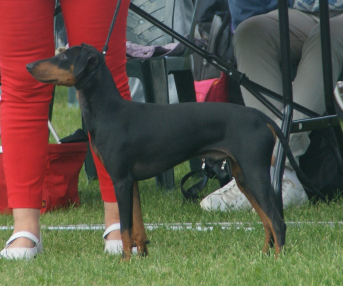 Meet the Manchester Terrier: Your Comprehensive Guide to This Energetic Companion