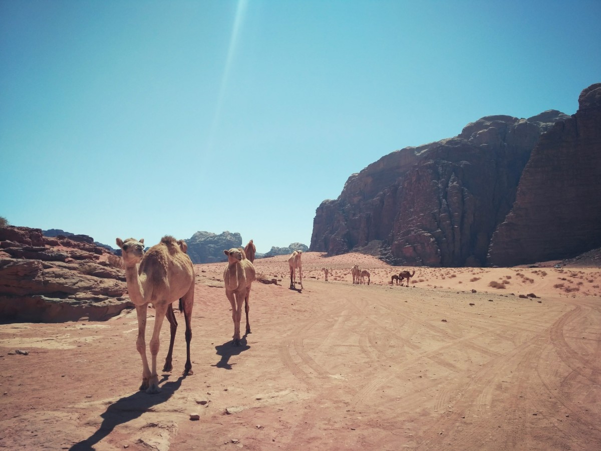 Camels crossing the desert at Wadi Rum
