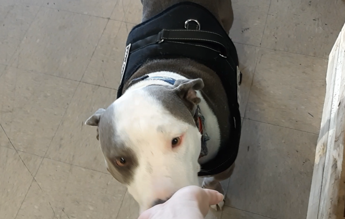 How to Train Your Dog to Hand Target PetHelpful