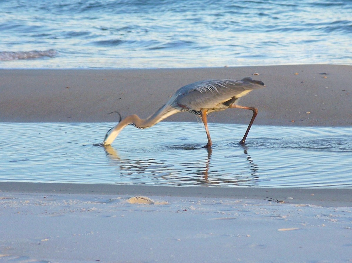 St. George Island State Park - Surf Fishing on the Florida Panhandle ...