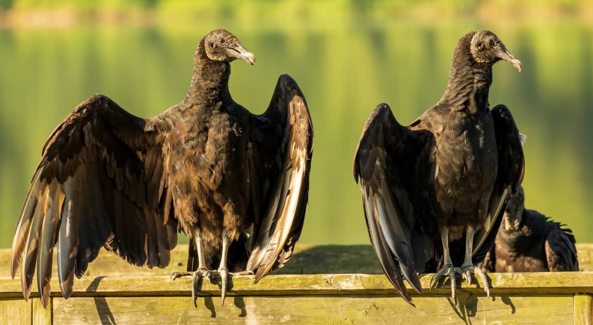 Key Facts About American Black Vultures