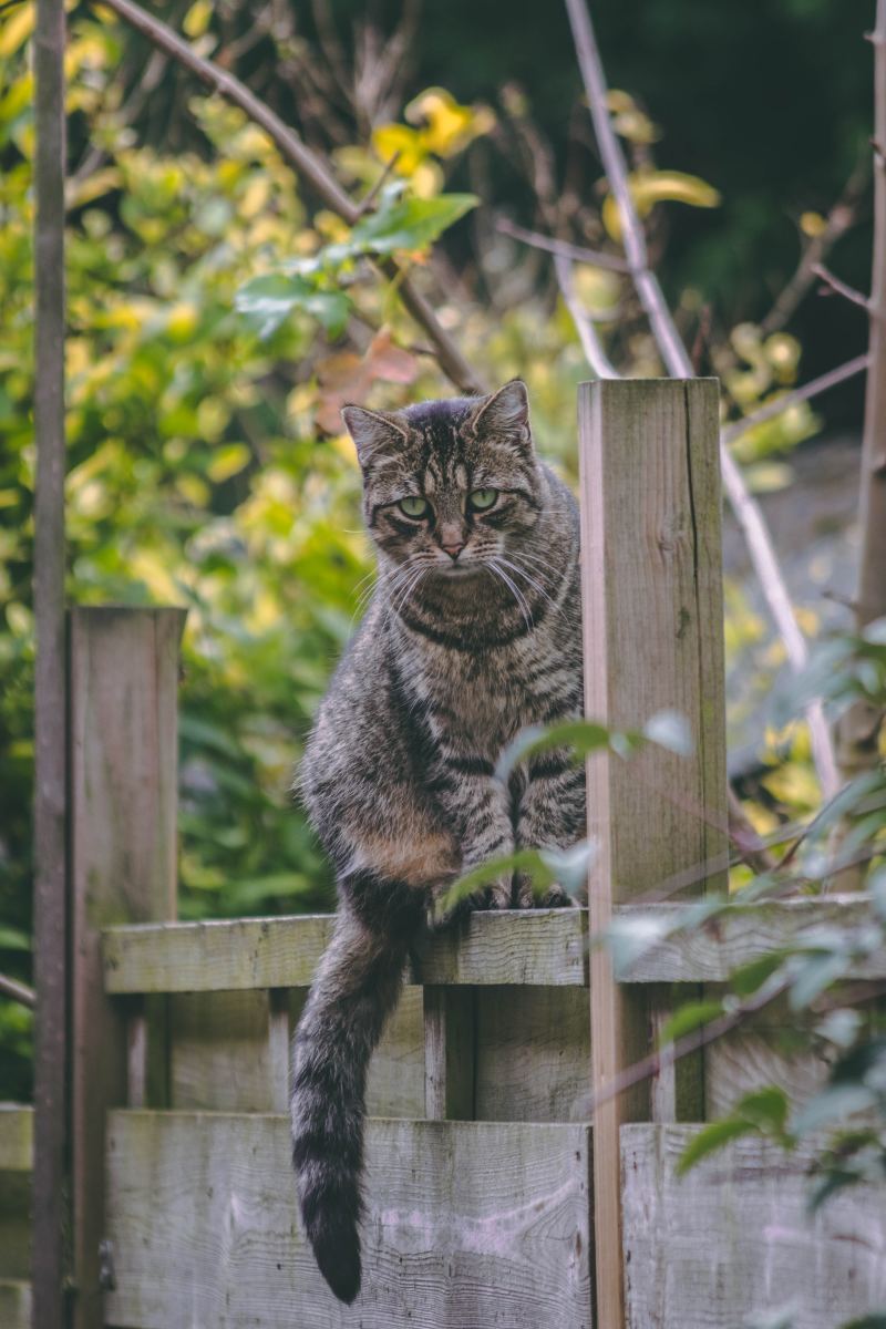 15 Catio Ideas for the Ideal Outdoor Cat Enclosures