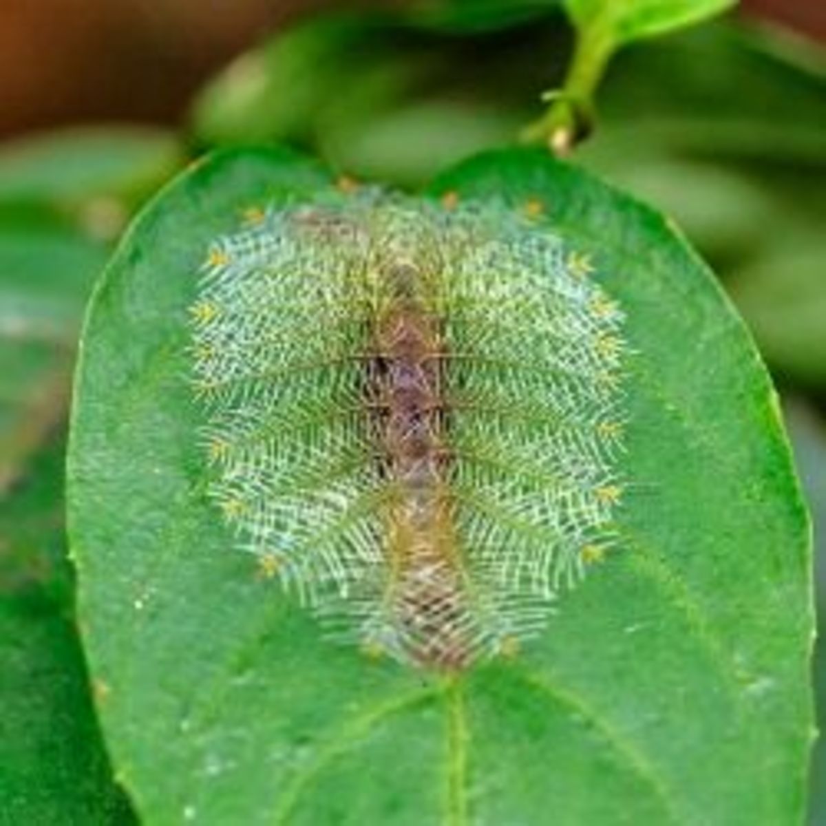 Free Lesson Plan -- Caterpillar Lesson Plan