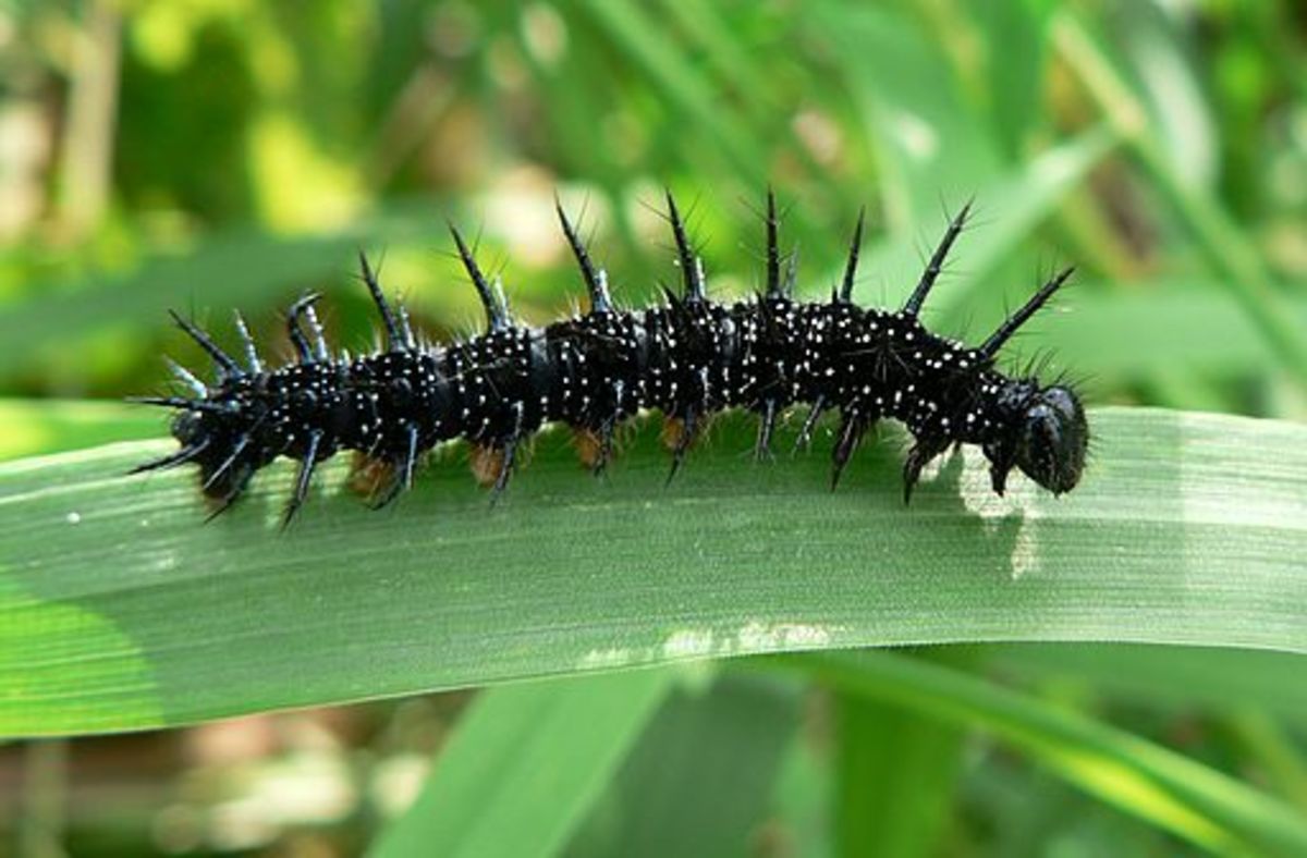 Free Lesson Plan -- Caterpillar Lesson Plan - HubPages