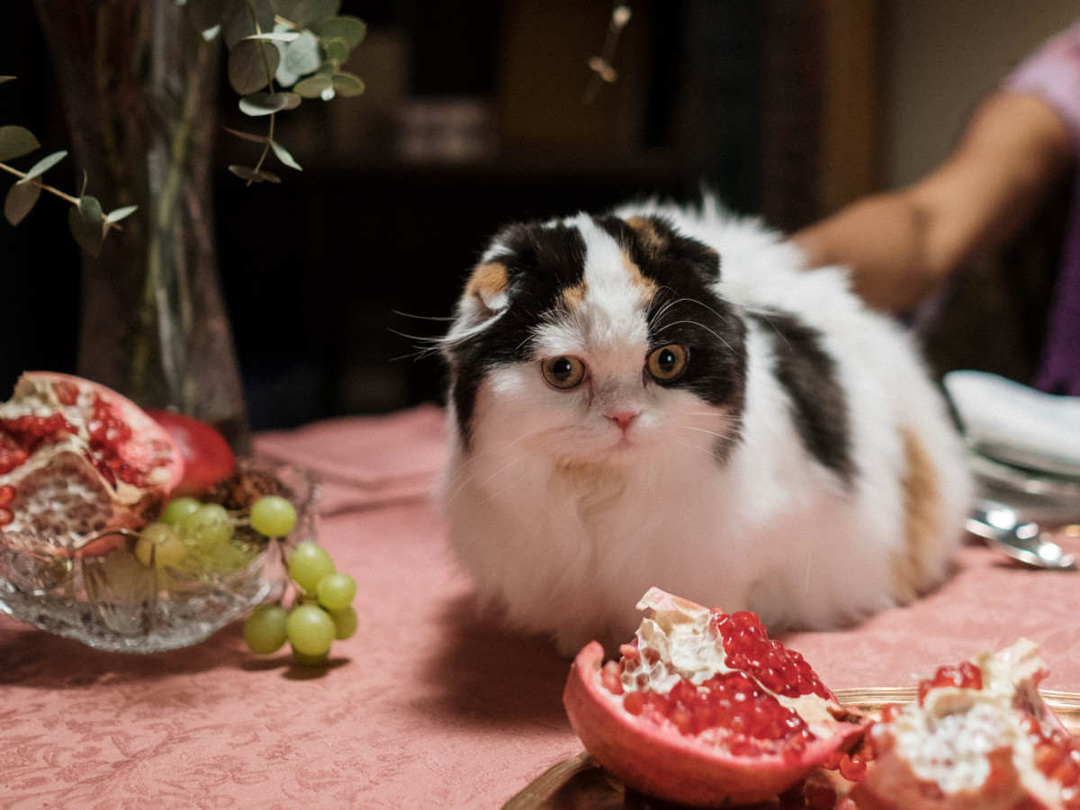 What Fruits Can Cats Eat? A Guide to Safe vs. Toxic Fruits