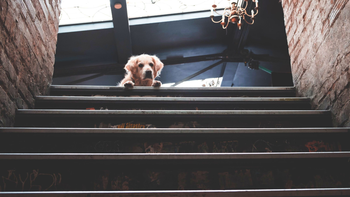 How Do I Get My Dog to Use the Stairs? Tips to Overcome Fear