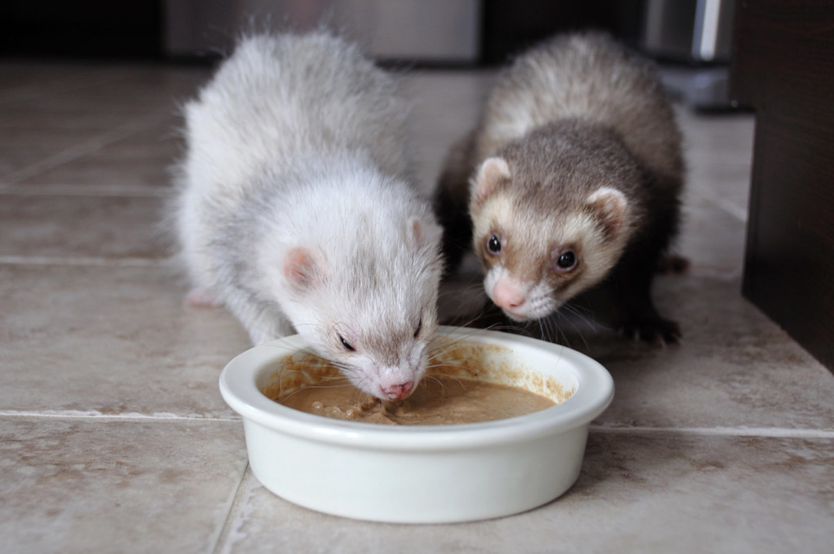 Ferret whole outlet prey diet