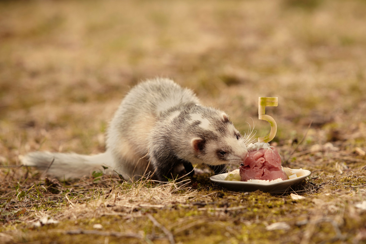Do Ferrets Need Raw or Live Food? PetHelpful