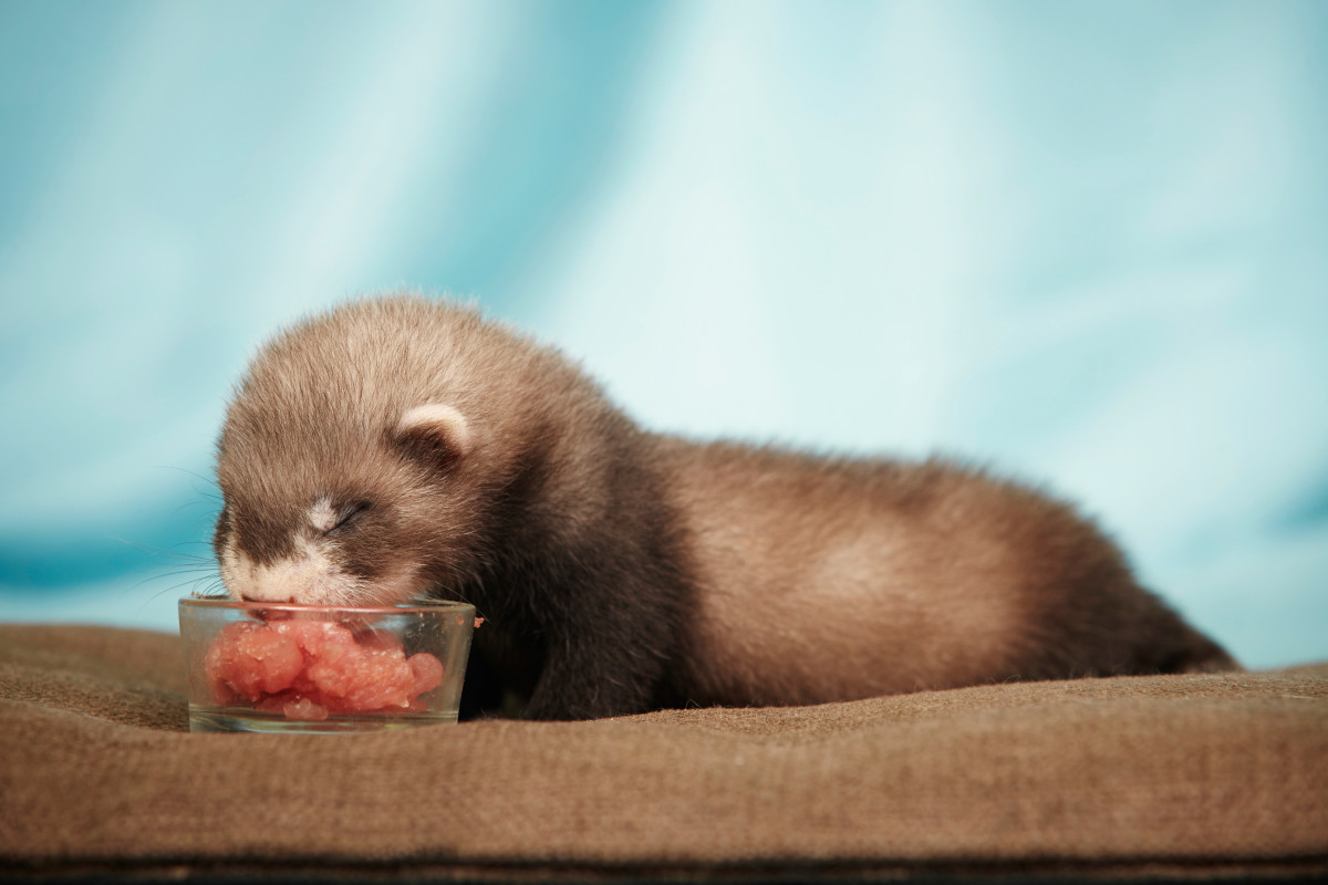 Unveiling the Wonders of Raw Ferret Food: A Comprehensive Guide