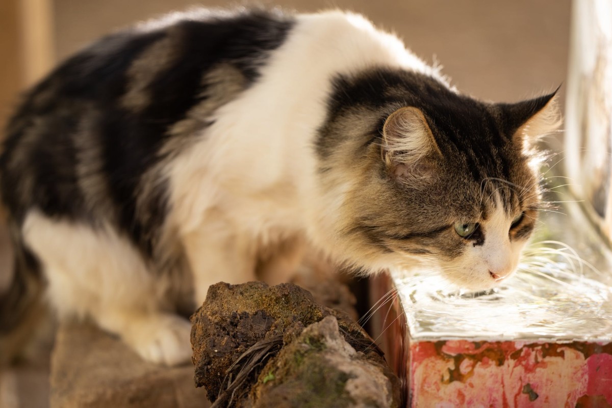 Why Your Cat Won't Drink Water and Tips to Hydrate Them PetHelpful