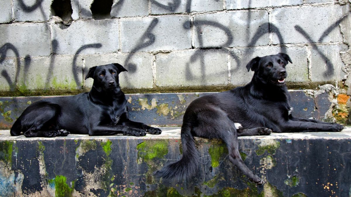 11 Most Common Superstitions About Black Dogs