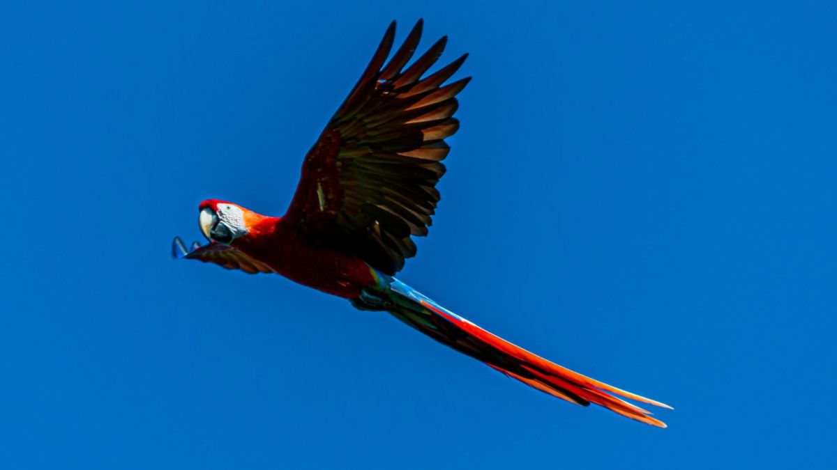 4 Types of Hybrid Macaws