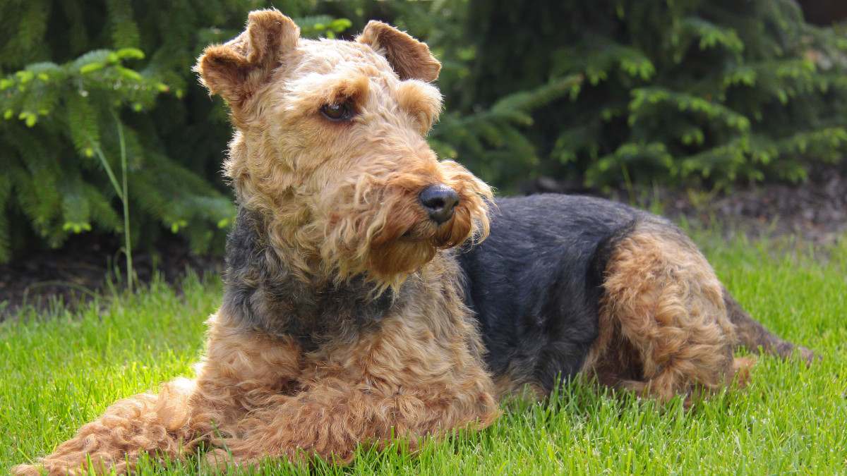 Meet the Welsh Terrier: The Perfect Blend of Affection, Intelligence, and Playfulness