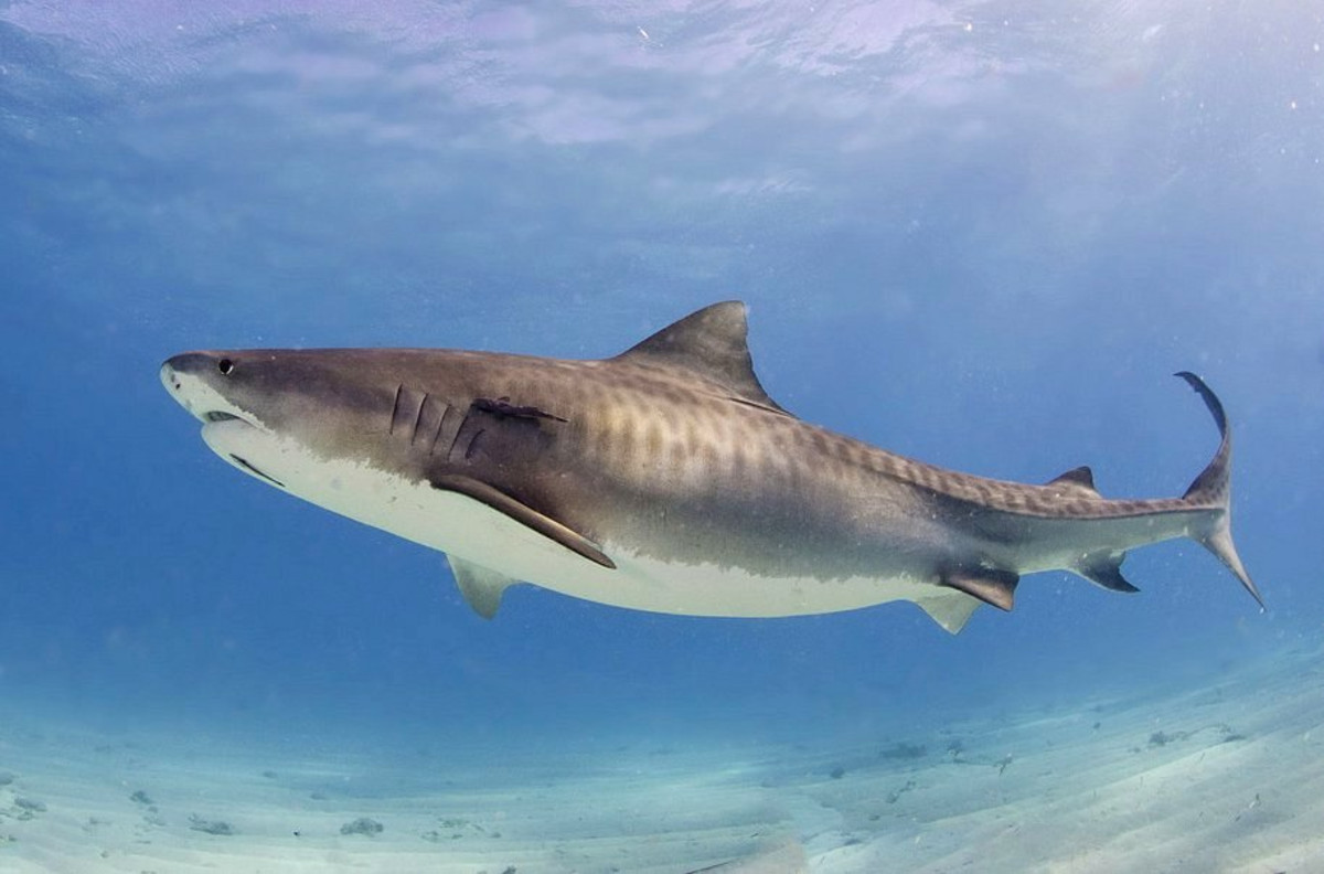 Are Tiger Sharks Dangerous? Plus, More Tiger Shark Facts