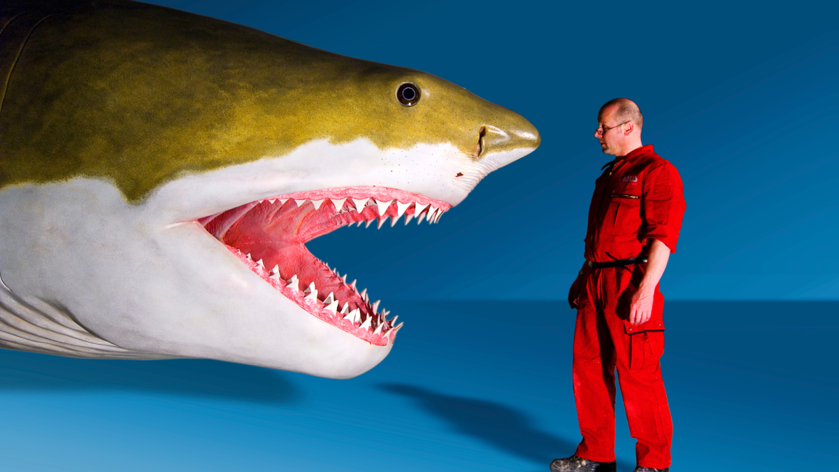 Blue shark facts: size, diet and what they look like - Discover