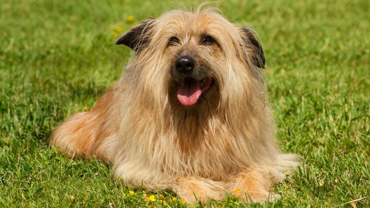 Ultimate Guide to the Lhasa Apso: Breed Characteristics, Care Tips, and  More - PetHelpful
