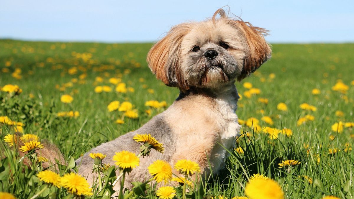 The Ultimate Guide to Shih Tzu Dogs: History, Care, and Training -  PetHelpful