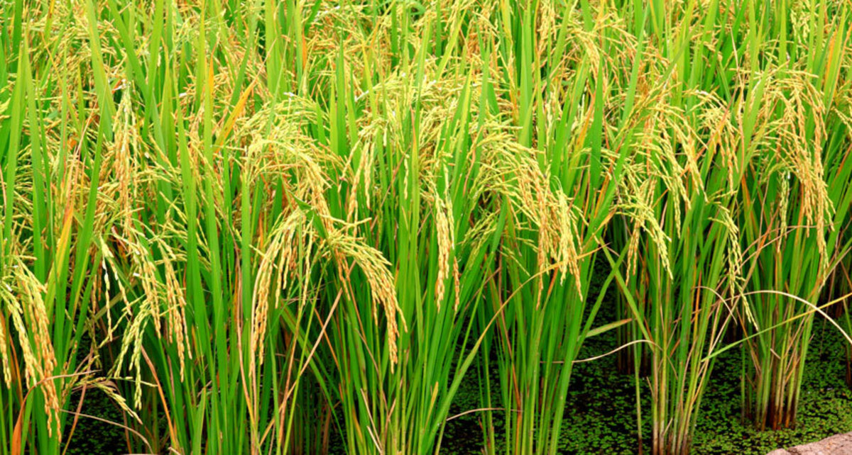 Facts About the Rice Plant: History, Description, Uses and Health Benefits of Brown Rice