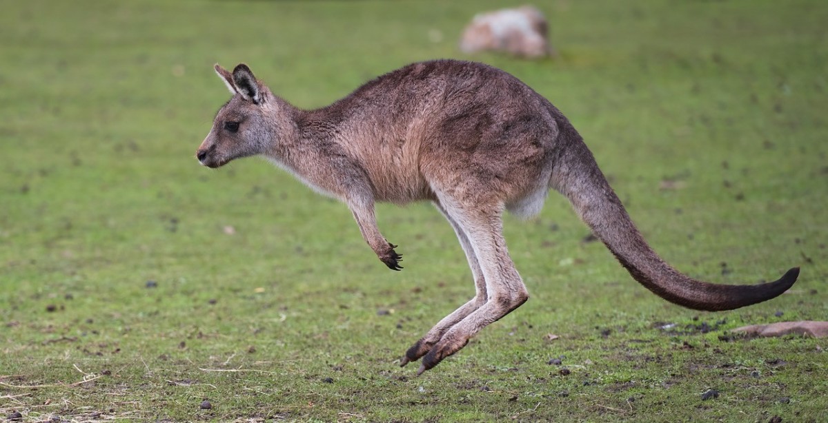 The Top 10 Fastest Land Animals in the World