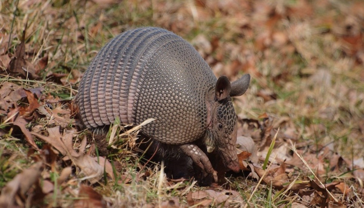12 Fun Facts About Armadillos