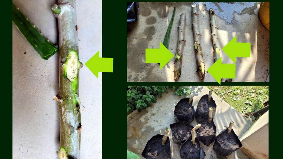 What Is Cassava And How To Grow Cassava Plant For Higher Yield Hubpages 0140