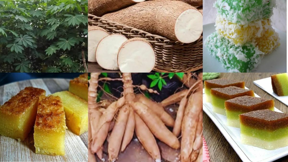 What is Cassava and How to Grow Cassava Plant for Higher Yield