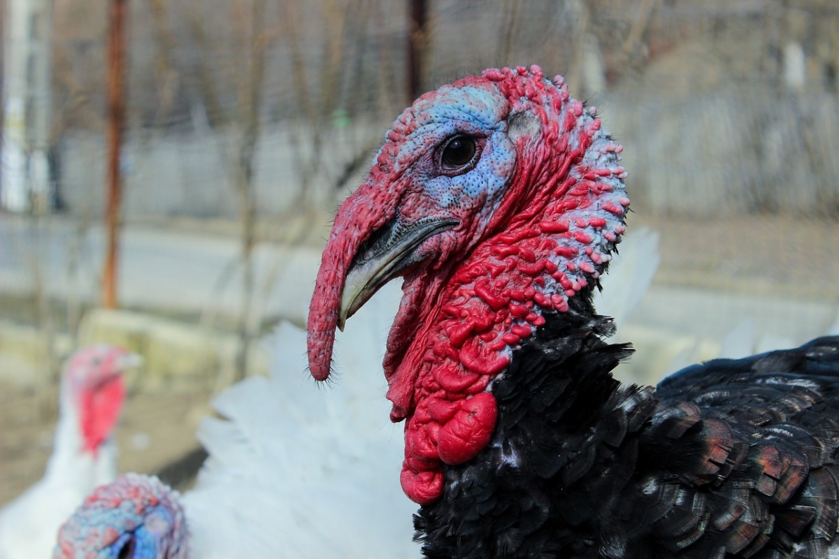 Talking Turkey: 5 Festive Fowl Facts