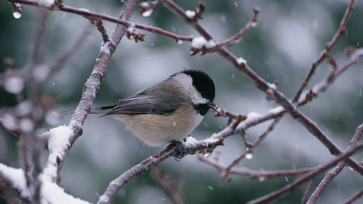 Why Some Birds Fly South for the Winter and Others Do Not