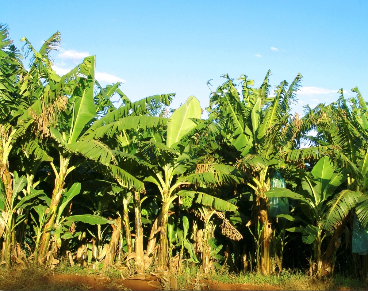 Facts About the Banana Plant-Description, Types and Uses