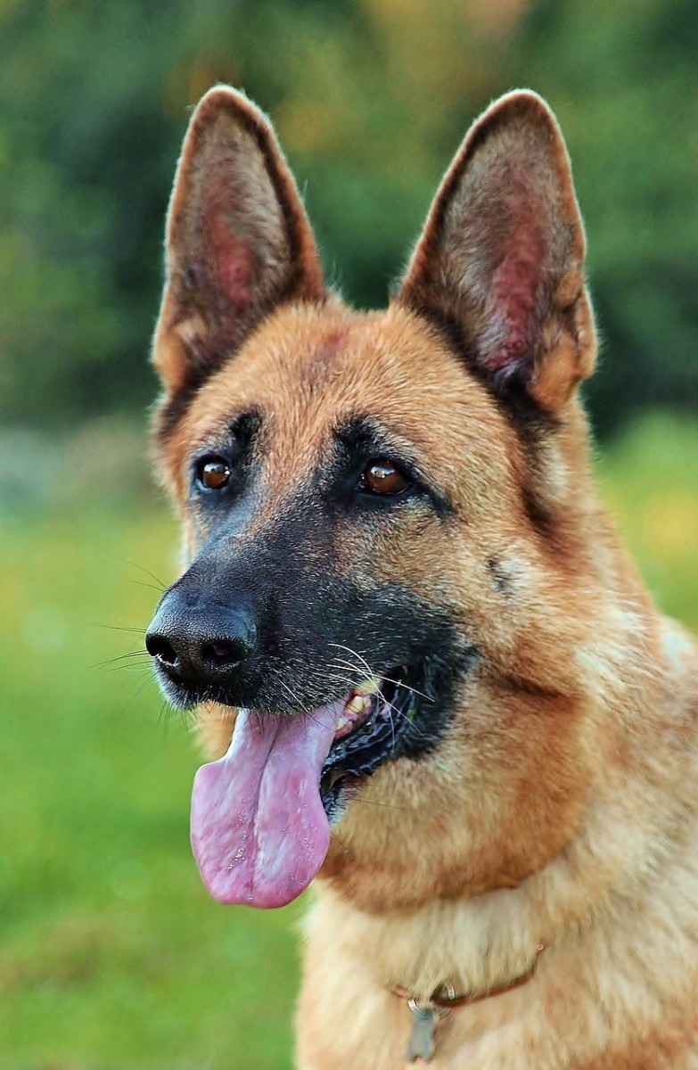 German Shepherd Healthy Snacks: Top 5 Nutritious Treats for Your Pup