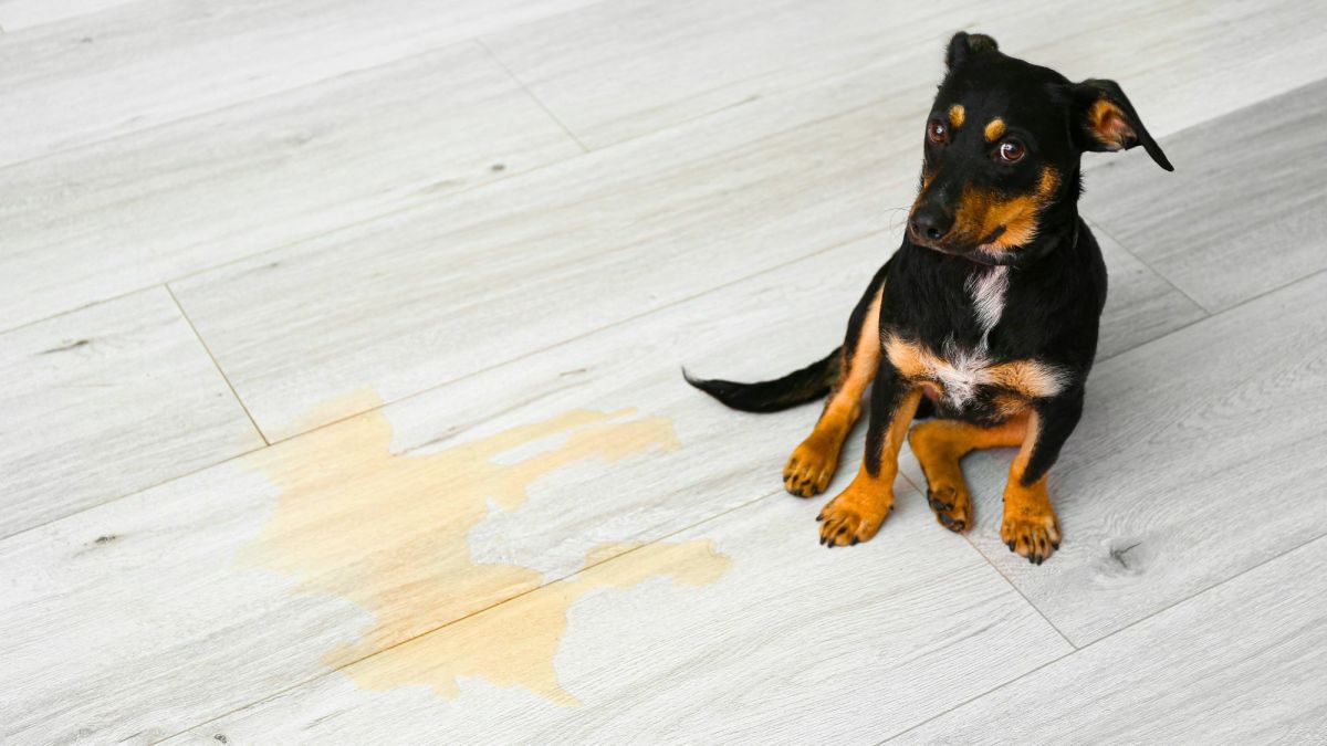 Why Am I Having Such a Hard Time Potty Training My Dog? 10 Medical and Behavioral Reasons