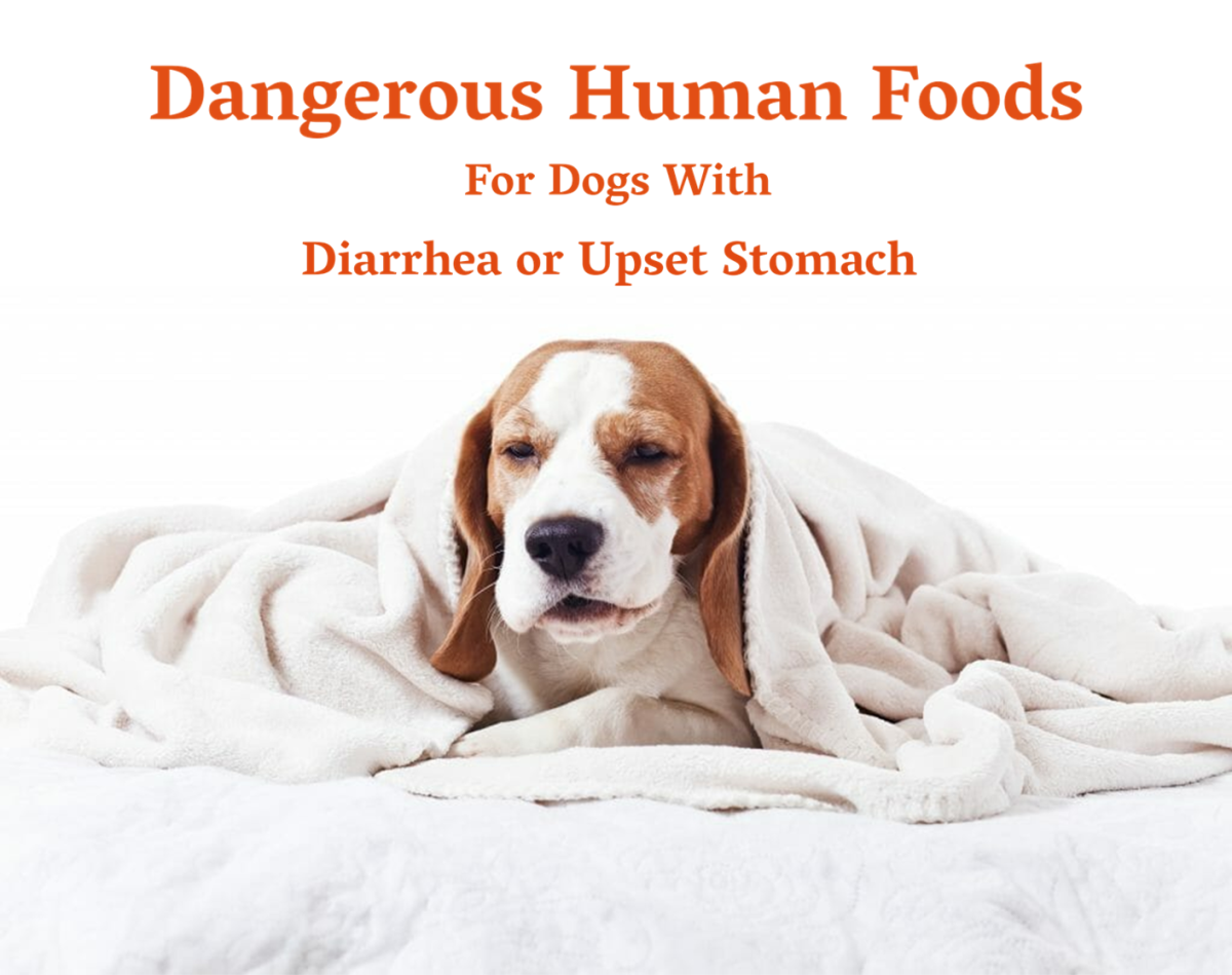10 Dangerous Human Foods For Dogs With Diarrhea or Upset Stomach