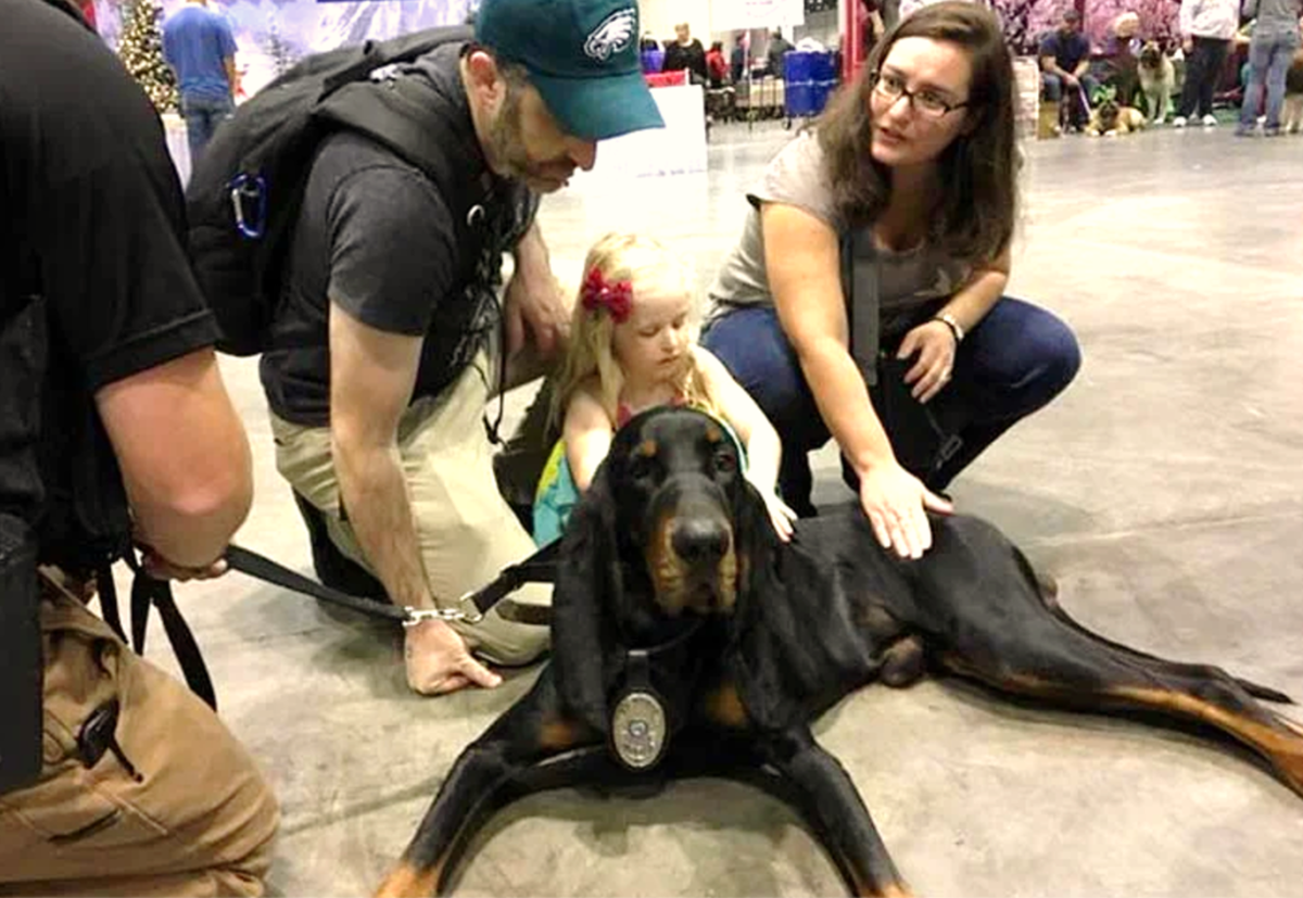 The 15 Best Search and Rescue Dog Breeds HubPages