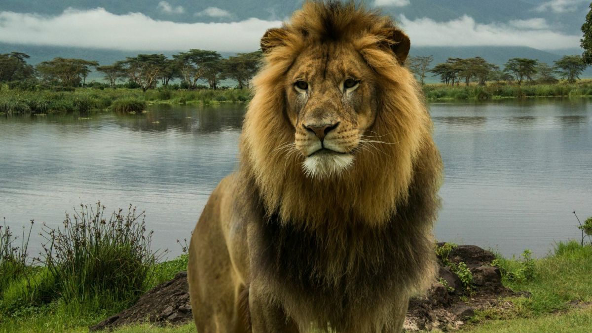 Exotic Pet Statistics: Lion, Tiger, and Big Cat Attacks & Fatalities in the U.S. (1990–2014)