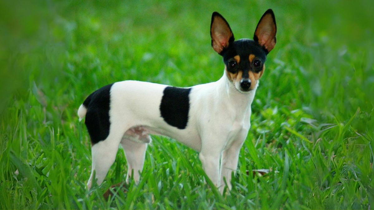 Meet the Toy Fox Terrier: A Unique Combination of Terrier and Toy Traits